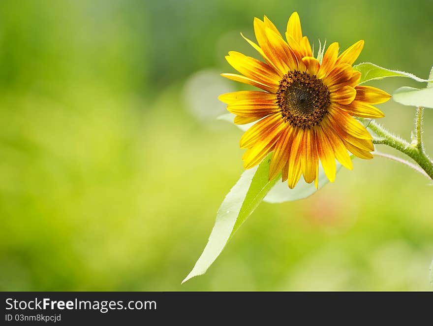 Close Up Sunflower.