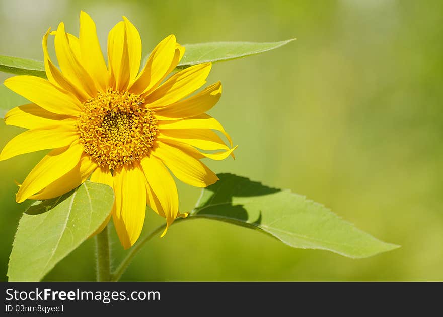 Close up image of a beautiful sunflower in the sunshine with copy space. Close up image of a beautiful sunflower in the sunshine with copy space.