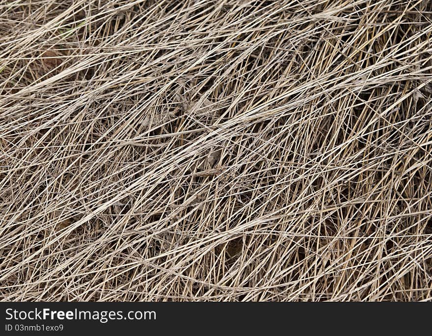 Dead Grass Texture