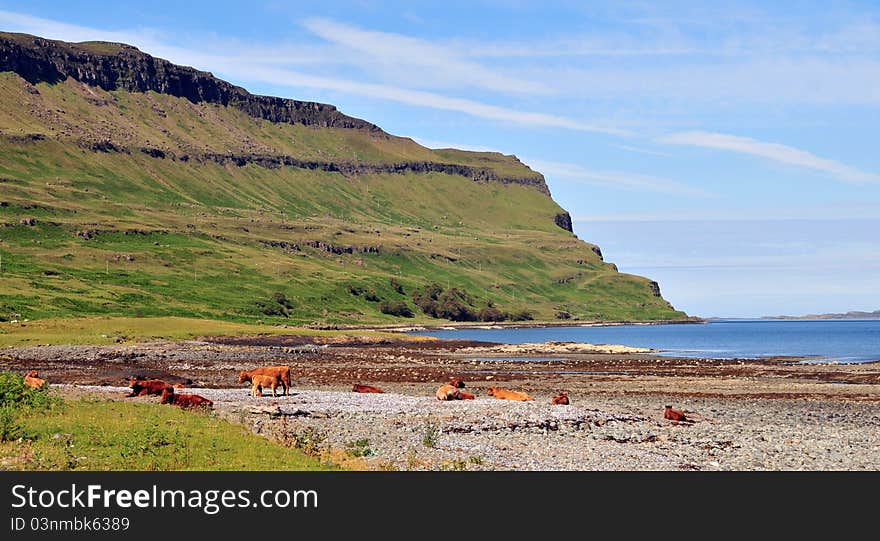 Cows on the beach at Loch Beg