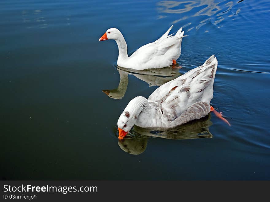 Swimming Geese