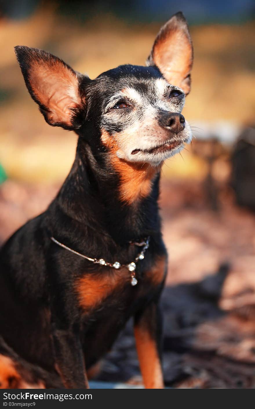 Decorative Dog. Breed - Russian Toy Smooth Coated