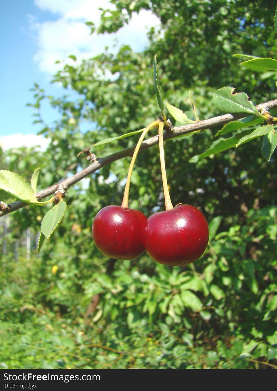 Ripe Cherries On A Branch