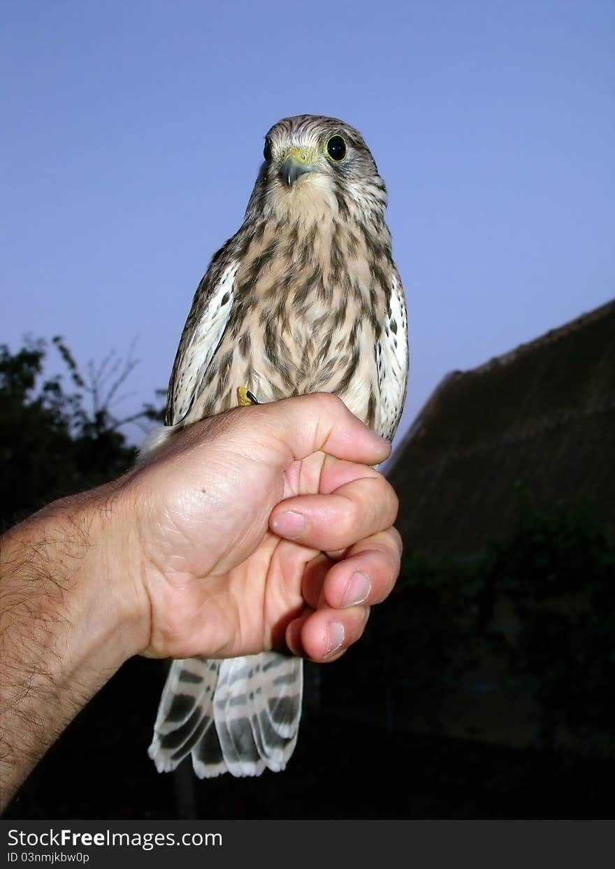 Eyas on a masculine hand on a background evening sky. Eyas on a masculine hand on a background evening sky