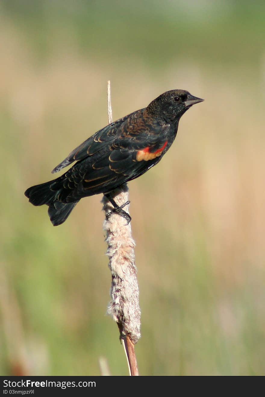 Red Winged Blackbird (Agelaius phoeniceus)