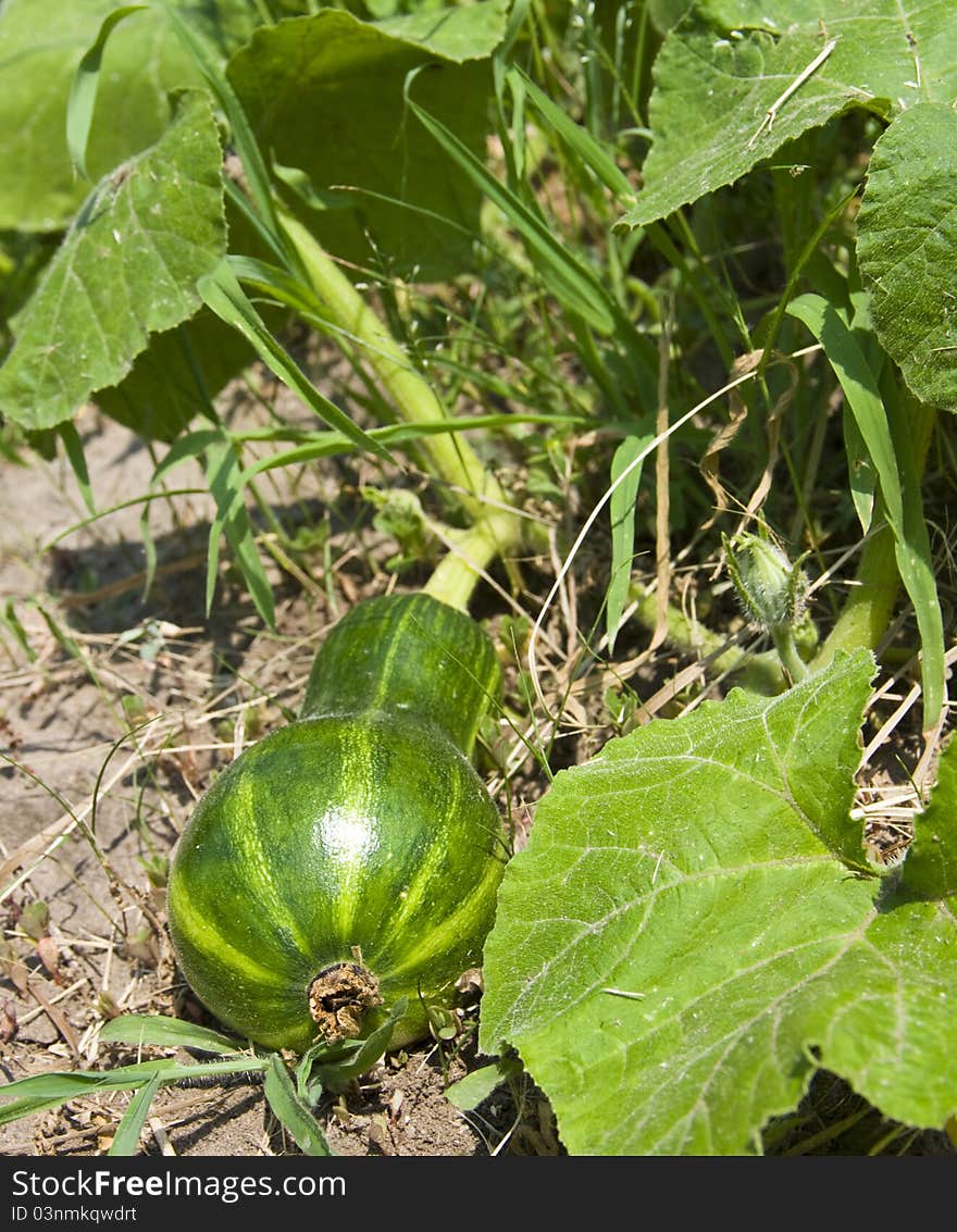 Vegetable marrow of ripens on a bed