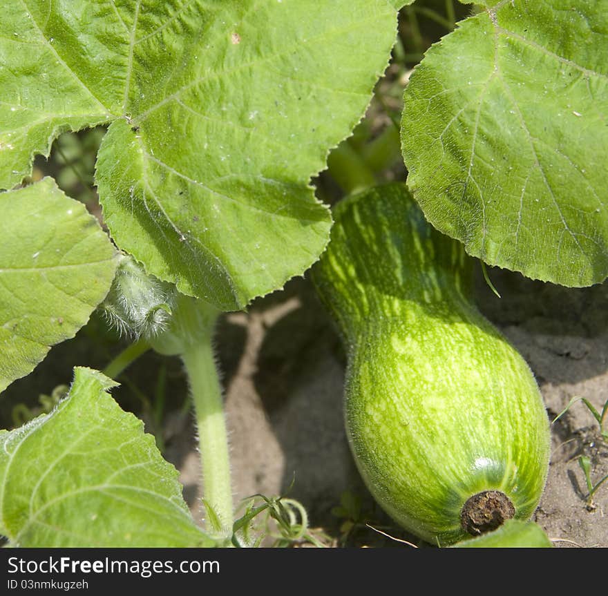 Vegetable Marrow Of Ripens On A Bed