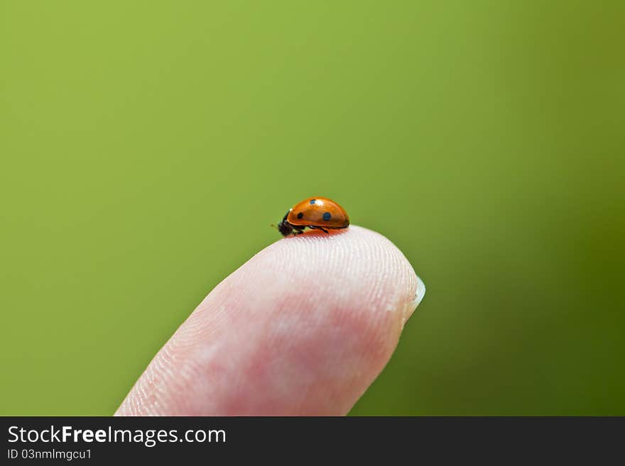 Lady Beetle