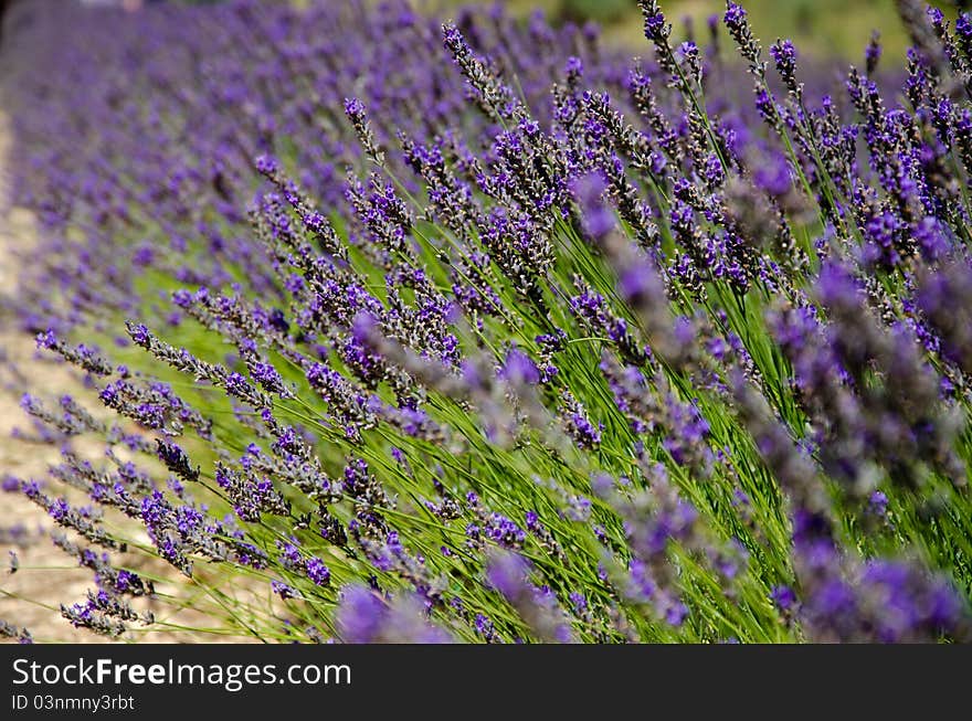 Close view of lavender field