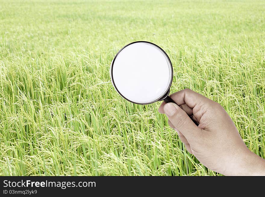 Hand finding green filed rice. Hand finding green filed rice