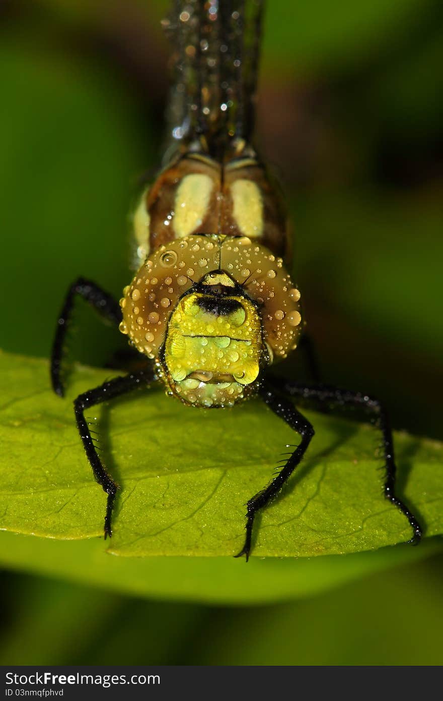 Dragonfly resting on the stem