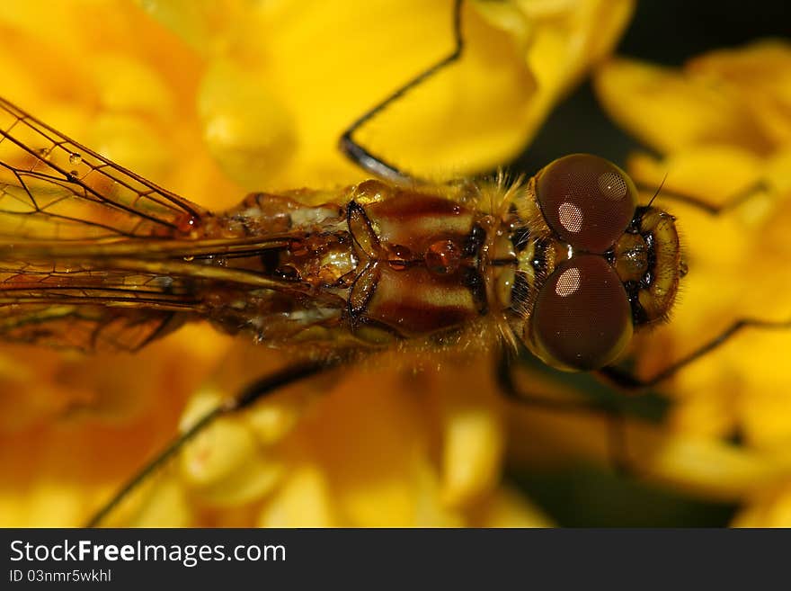 Dragonfly resting on the stem