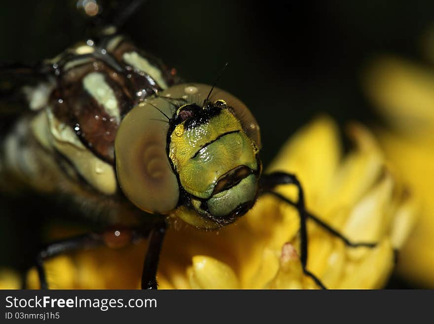 Dragonfly resting on the stem