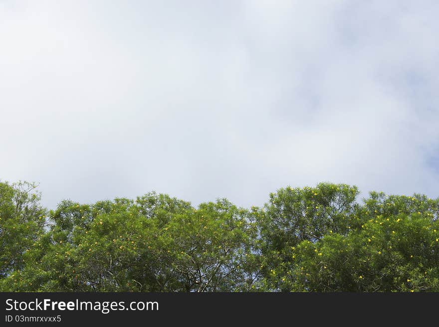 Sky and tree summer background