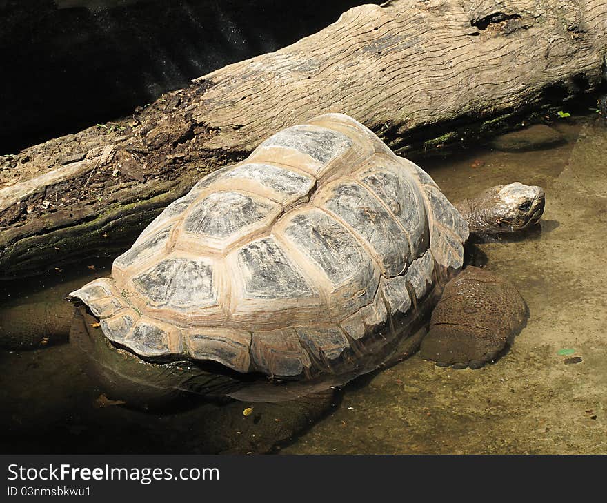 Turtle in the water next to a log