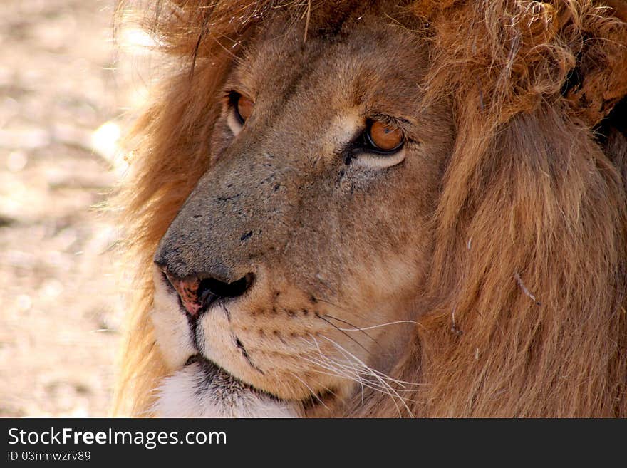 Old male lion portrait Africa. Old male lion portrait Africa