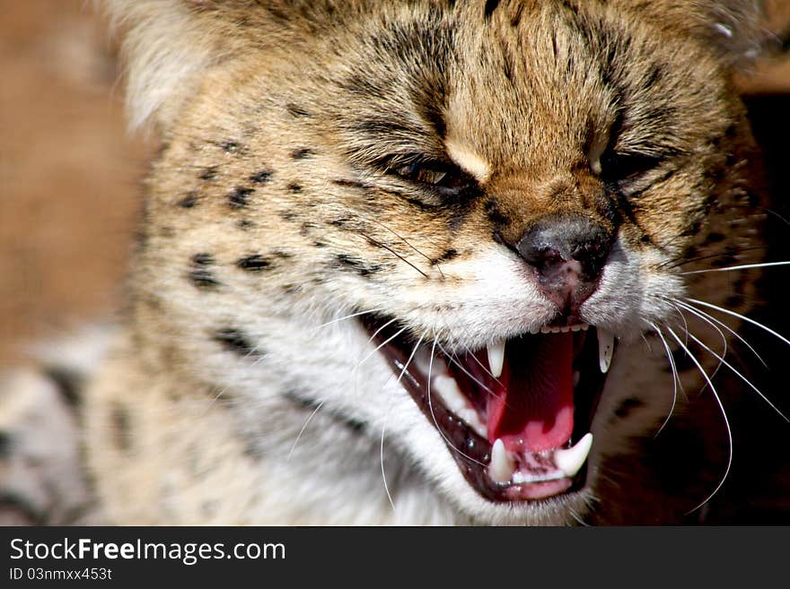 Young spotted wild cat snarling. Young spotted wild cat snarling