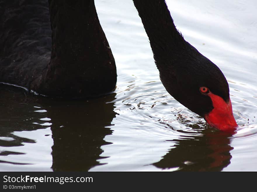 A black swan feeding in water