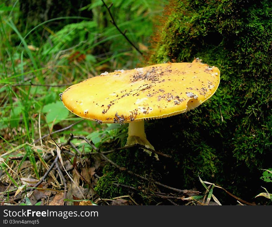 On this photo you can see an orange fly-agaric.