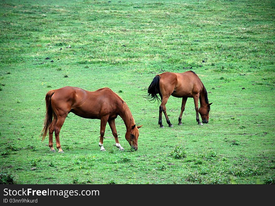 Horses