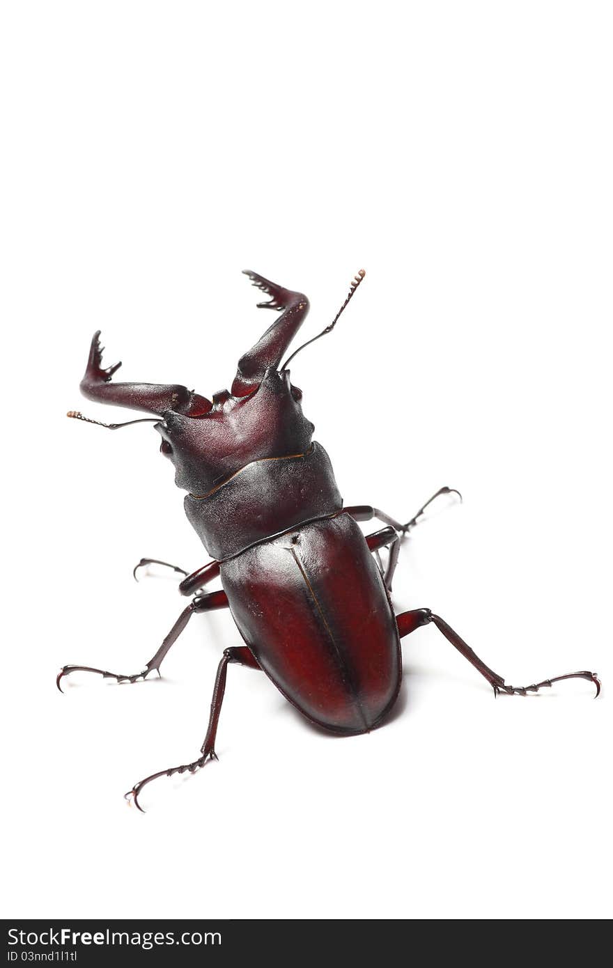 Stag beetle