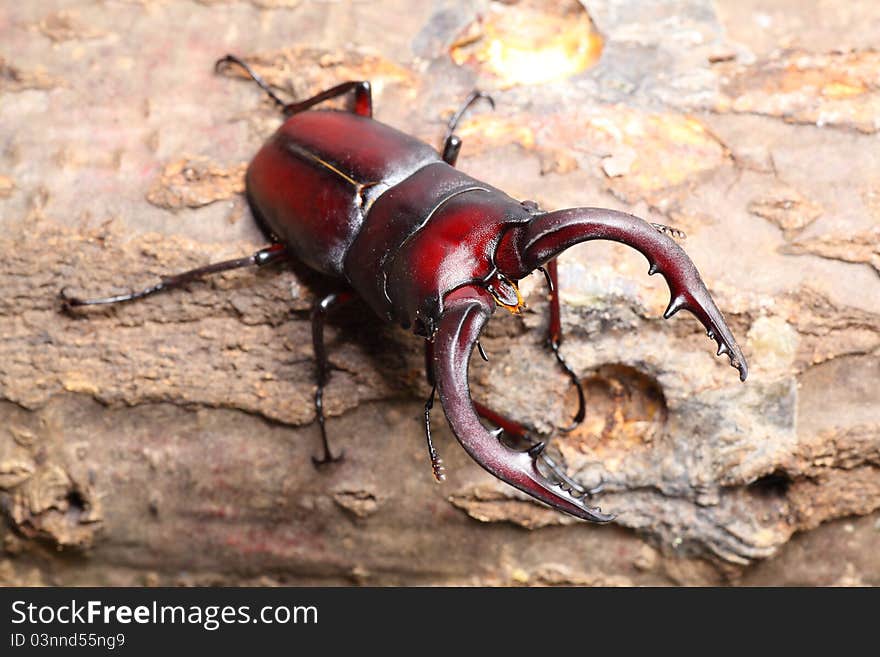 Stag beetle