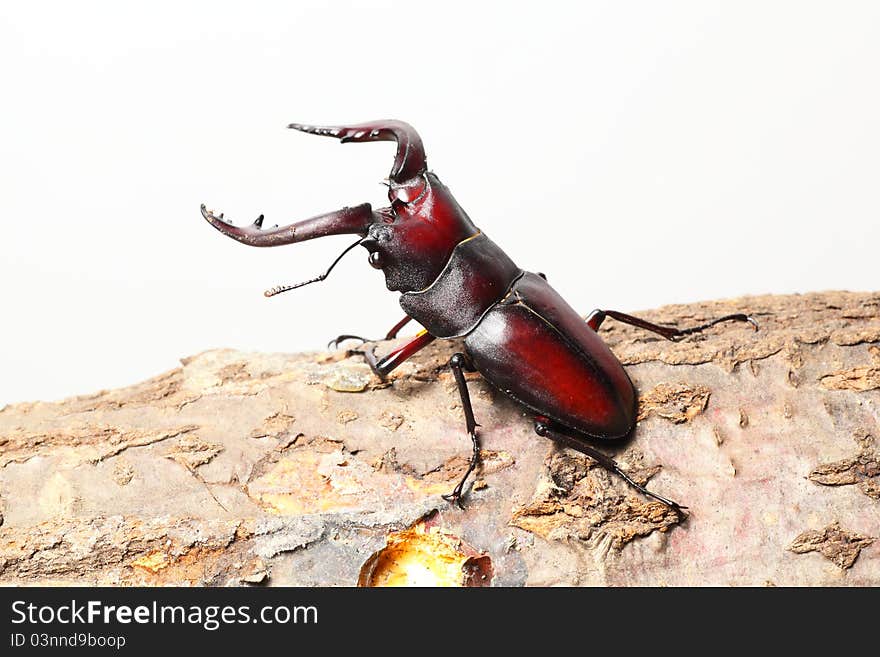 Stag beetle