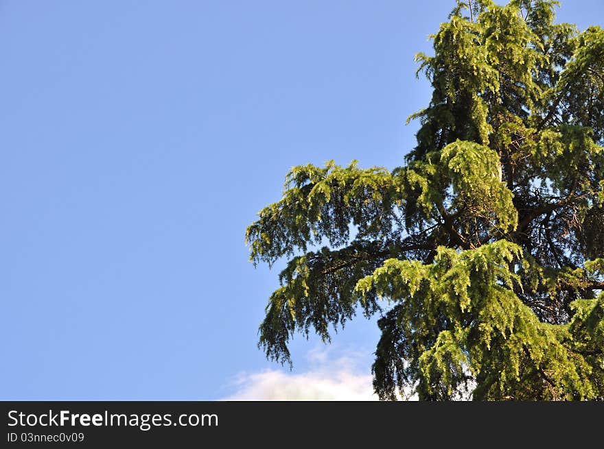 Beautiful  needle leaf pine tree