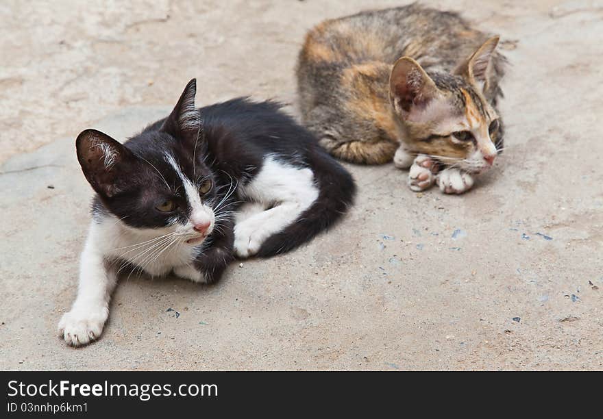 Two small cute kitten sitting