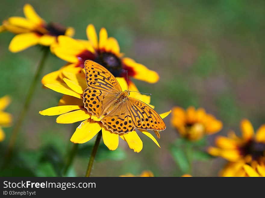 Butterfly feeding on a flower. Butterfly feeding on a flower