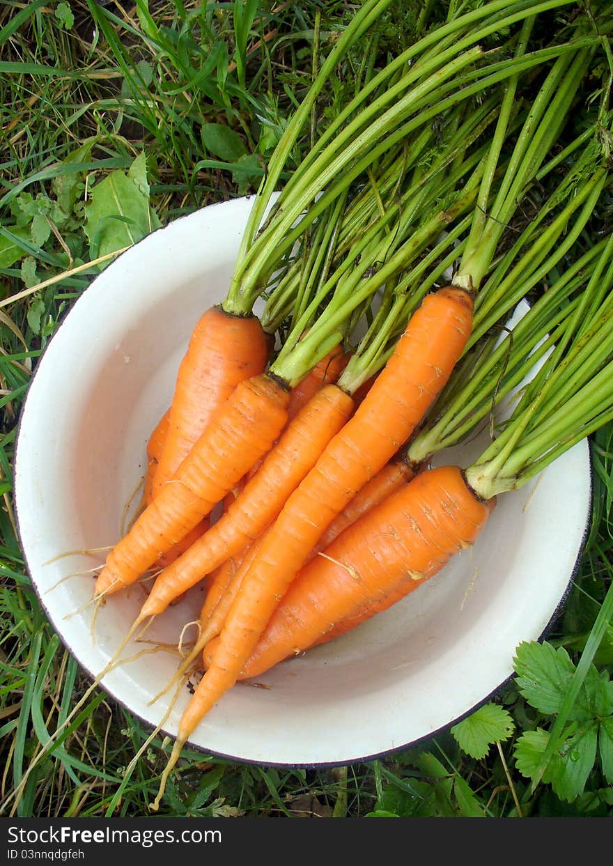 Fresh carrots