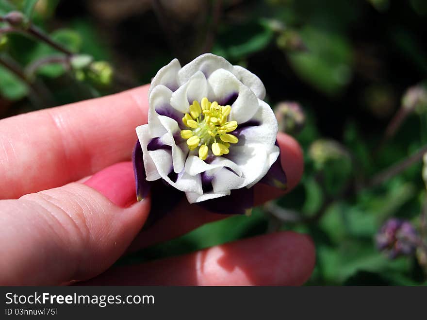 One plant in female hands in the garden