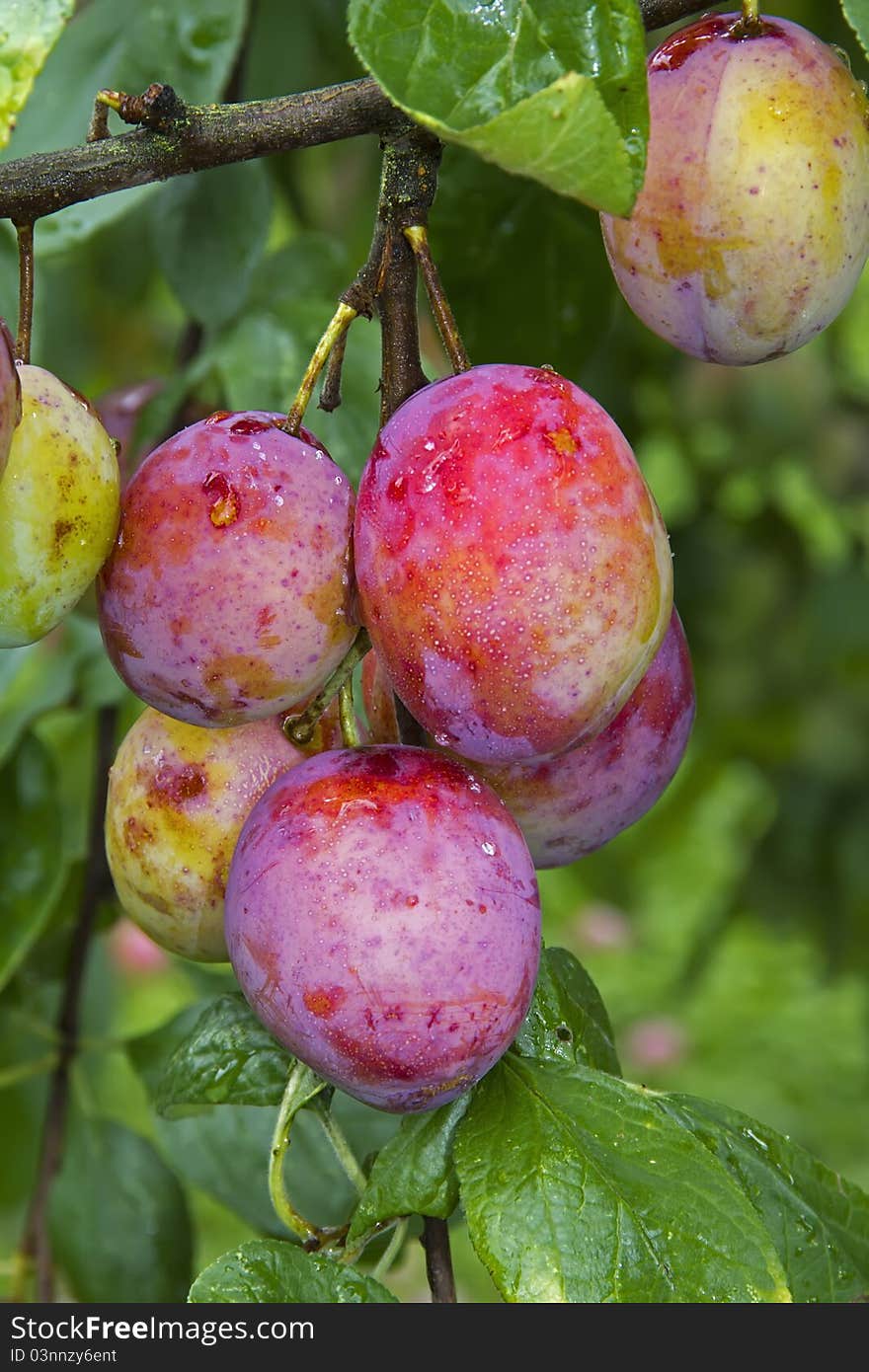 Mellow plums in the late summer