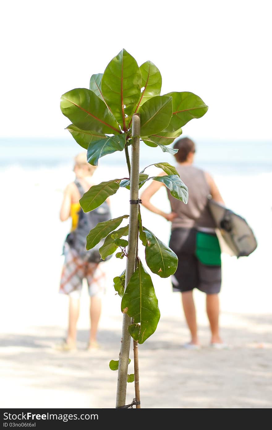 New Tree On The Beach