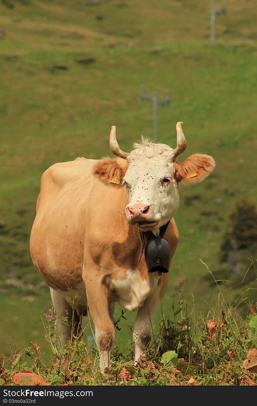 Cow brown and white and bell