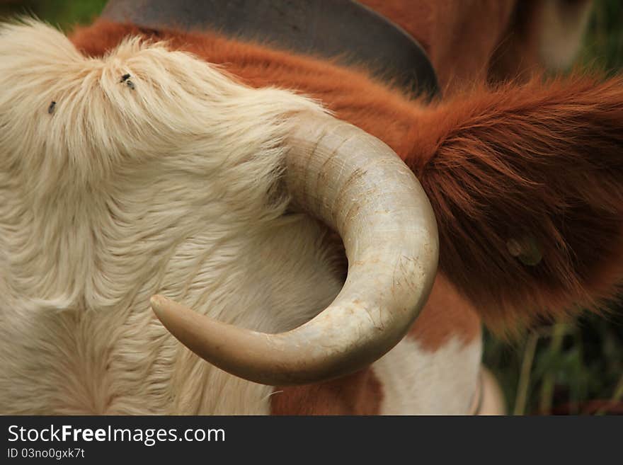 Cow and horn