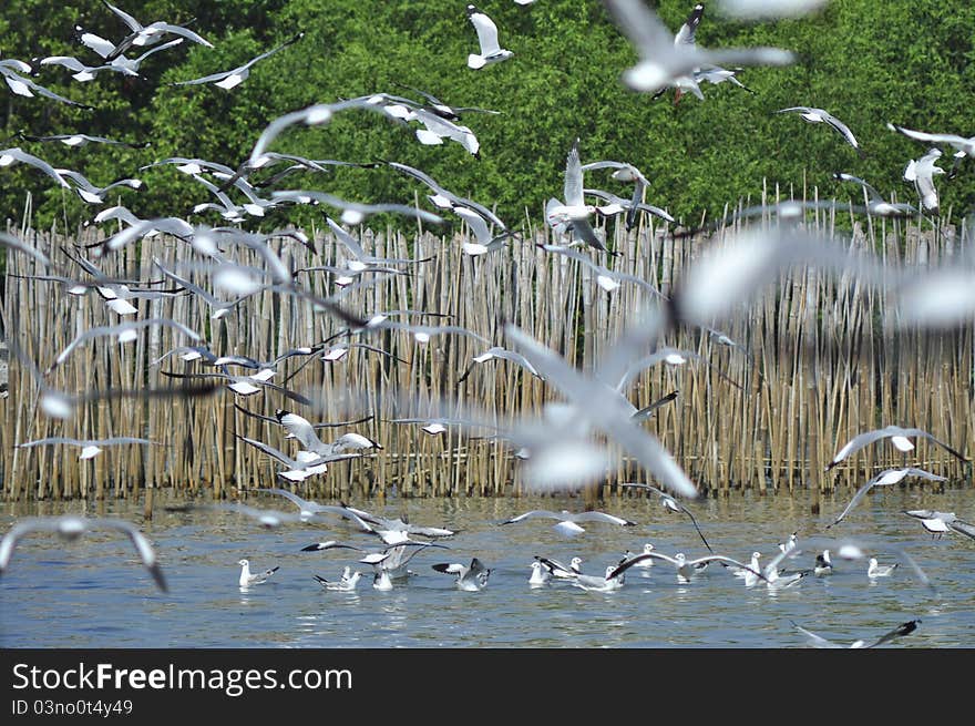 Covey of sea gull birds flies to assemble wait for receive food. Covey of sea gull birds flies to assemble wait for receive food.