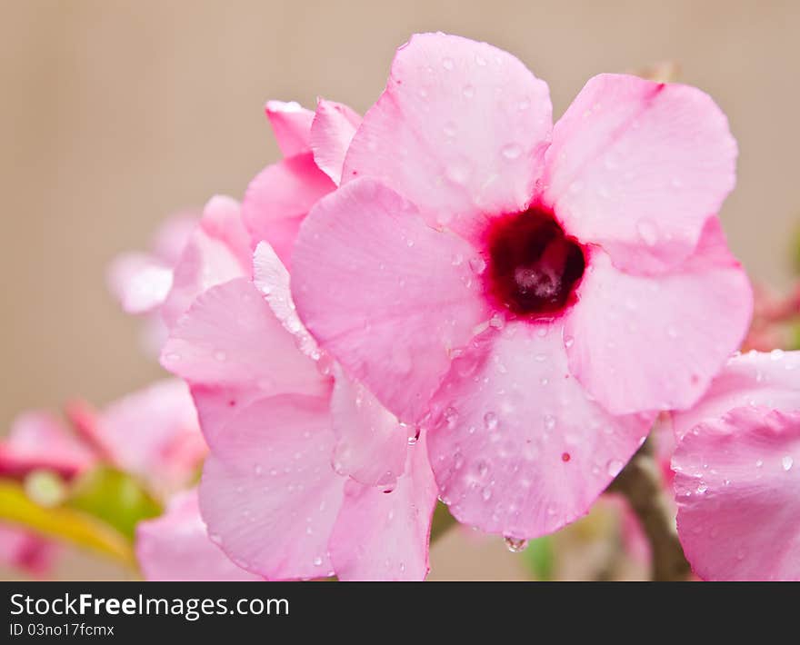 Tropical flower Pink Adenium.