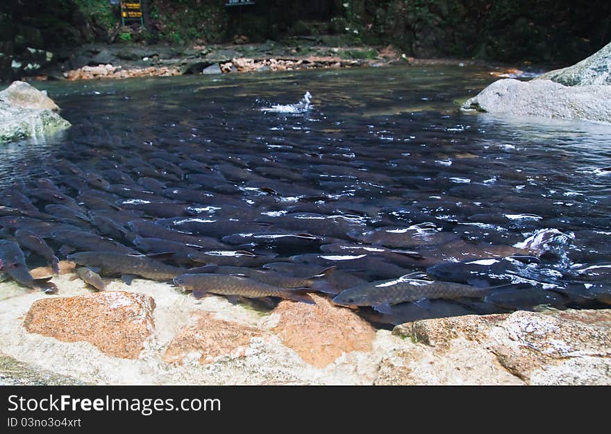 Mahseer Barb or Neolissochilus stracheyi in Cyprinidae at water fall in National Park,Chantaburi,Thailand.