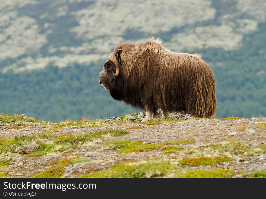 The muskox from Dovrefjell (Norway)