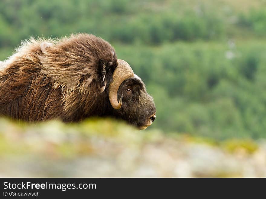 The muskox from Dovrefjell (Norway)