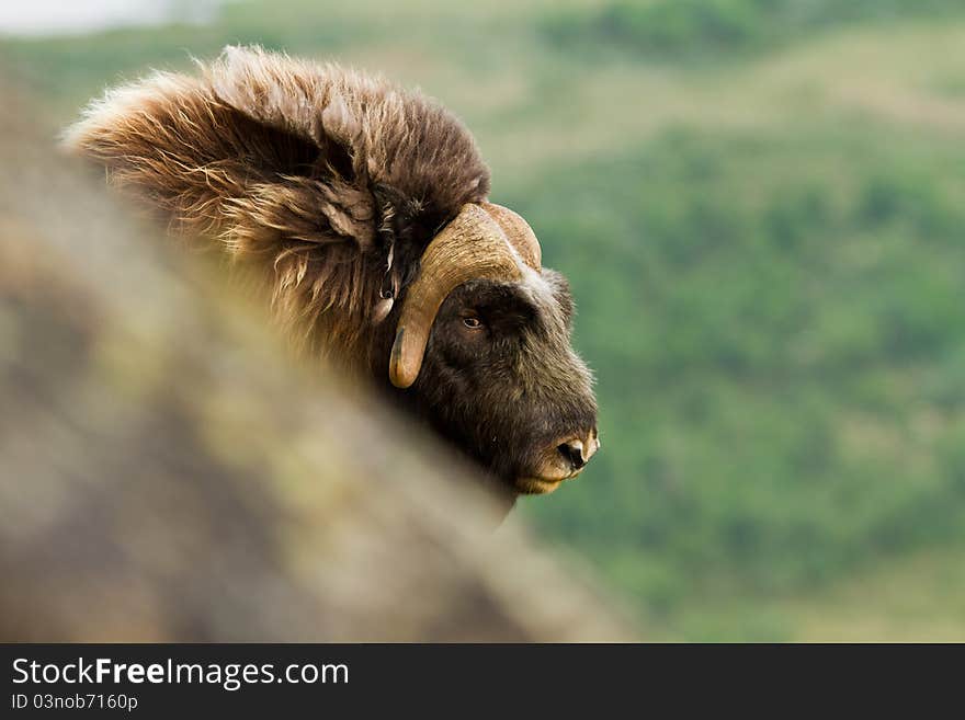 The muskox from Dovrefjell (Norway)