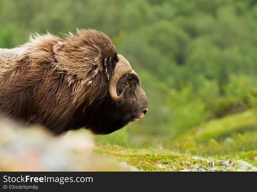 The muskox from Dovrefjell (Norway)