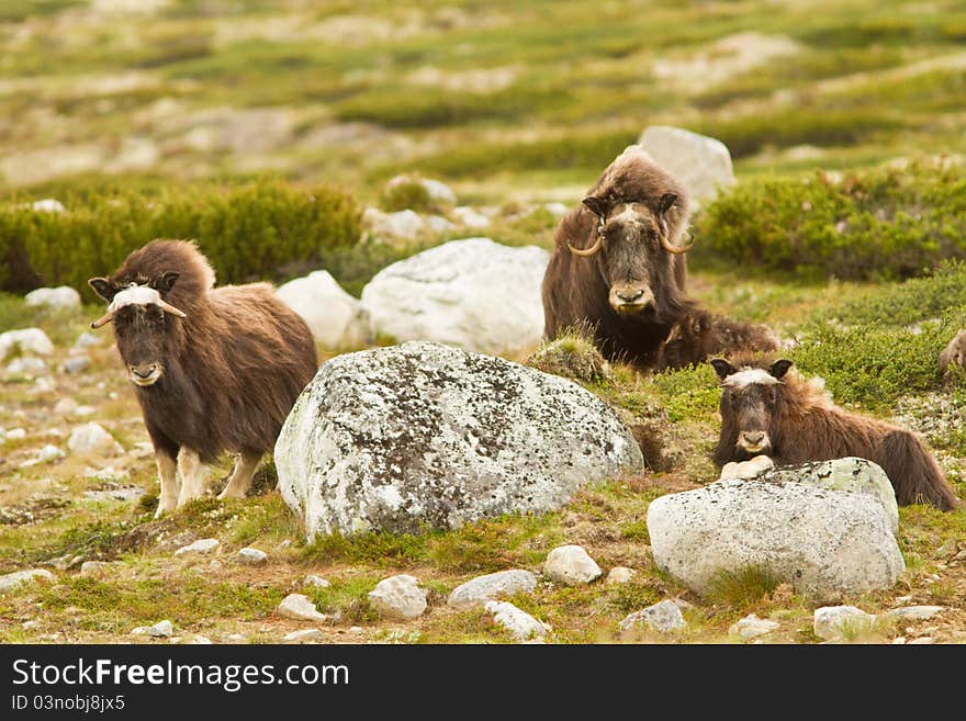 The muskox from Dovrefjell (Norway)