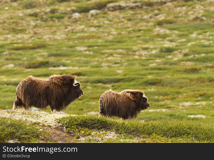 The muskox from Dovrefjell (Norway)