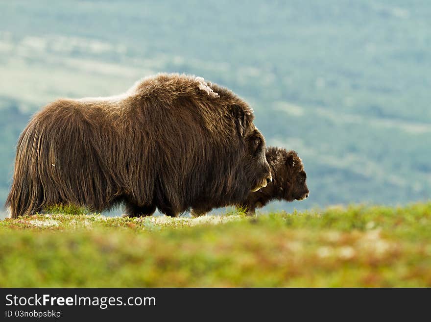 The muskox from Dovrefjell (Norway)