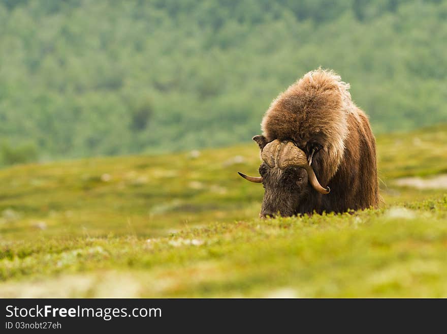 The muskox from Dovrefjell (Norway)