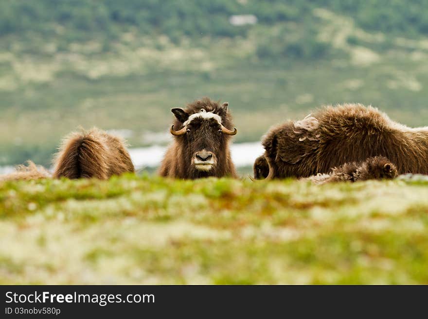 The MuskOx