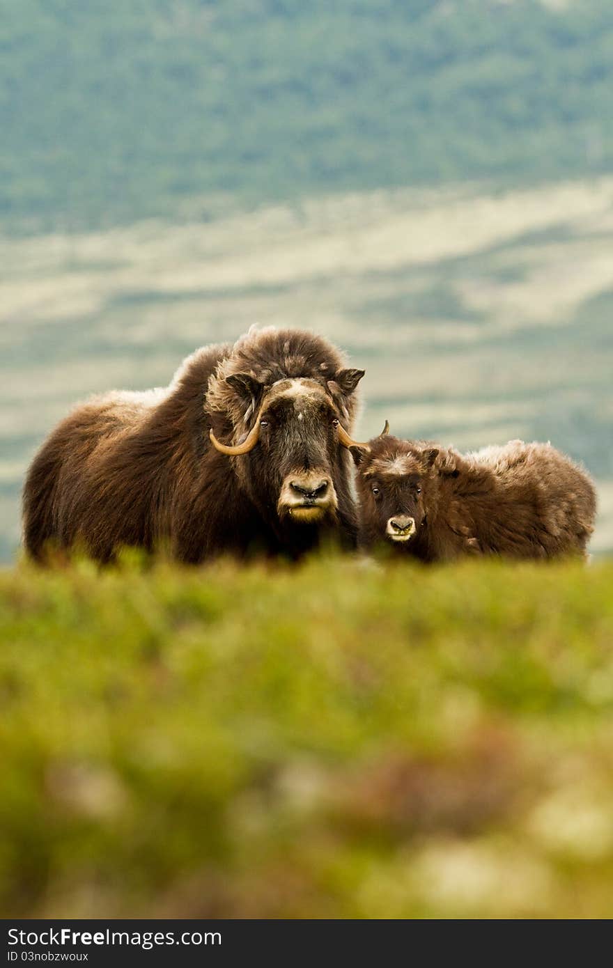 The muskox from Dovrefjell (Norway)