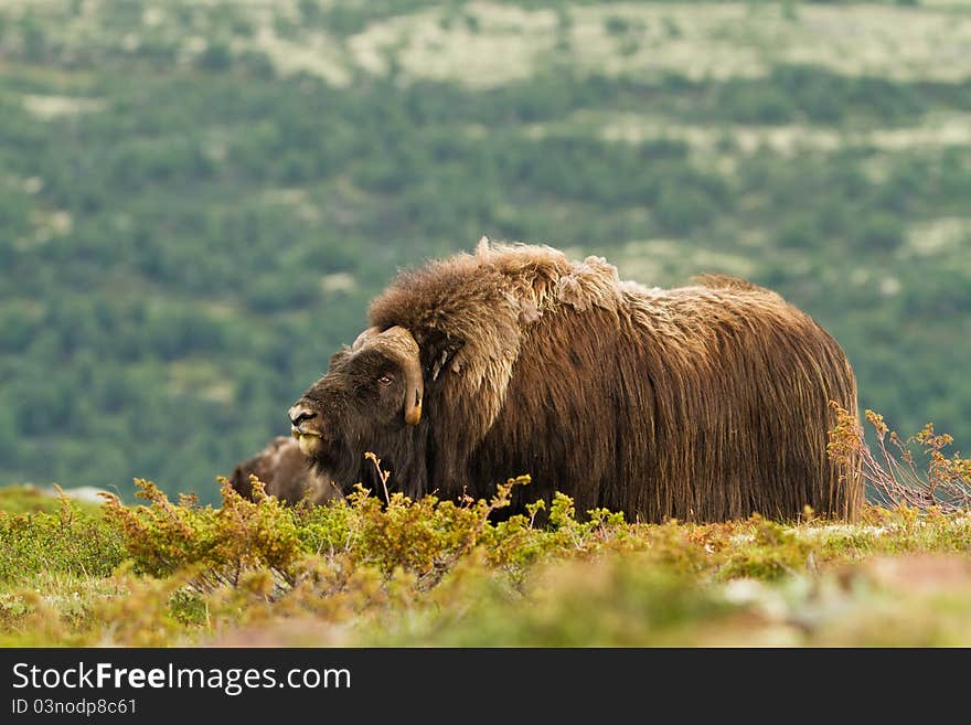 The muskox from Dovrefjell (Norway)